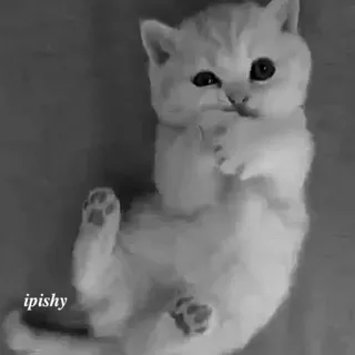 🕸 ipishy 猫, 小猫, 可爱, 宠物, 动物 telegram sticker