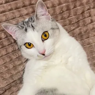 😳 chat, animal, animal de compagnie, chat blanc, chat domestique, mammifère whatsapp sticker