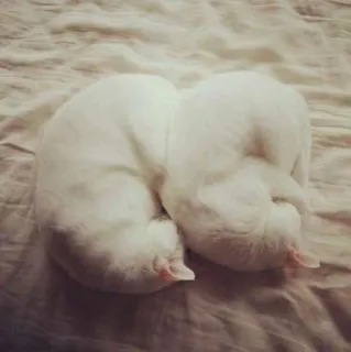 💕 gatto, dormire, animali, bianco, animali domestici whatsapp sticker