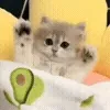 🐱