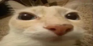 😐 Katze, Tier, Haustier, Haustier, Meme telegram sticker