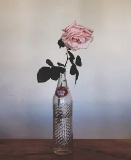 🥀 DOUBLE COLA rosa, flor, garrafa, cola, dupla cola telegram sticker