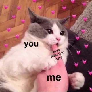 😋 you love affection care me แมว, รัก, ความรัก, ดูแล, น่ารัก, หัวใจ telegram sticker