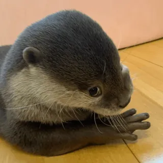 🤭 loutre, animal, mignon, faune sauvage, mammifère, aquatique telegram sticker