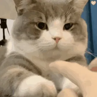 🐱 cat, kitten, cute, animal, pet, domestic, fluffy whatsapp sticker