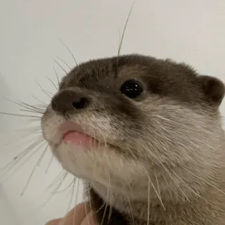 🧐 Loutre, Animal, Mignon, Mammifère, Faune telegram sticker