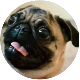 😒 dog, pug, cute, animal, pet, happy telegram sticker