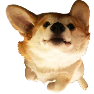 😉 corgi, perro, animal, mascota, feliz, cachorro whatsapp sticker