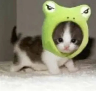 🐸 kitten, cat, animal, frog, hat, cute telegram sticker