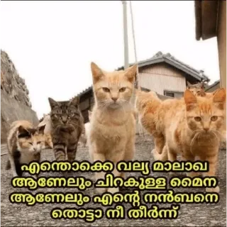 😂 എന്തൊക്കെ വലിയ മാലാഖ ആണേലും ചിറകുള്ള മൈനെ ആണേലും എന്റെ നൻബനെ തൊട്ടാ നീ തീർന്നു cats, animals, friendship, malayalam, text, street telegram sticker