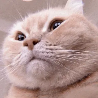 😑 cat, animal, cute, pet, feline, domestic cat, mammal telegram sticker