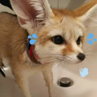 🦊 whatsapp sticker