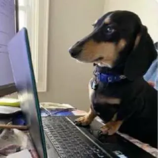 💫 perro, dachshund, ordenador, portátil, trabajando, mascota telegram sticker