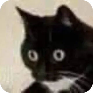 😳 chat, chat noir, drôle, animal, mème telegram sticker