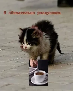 ☕️ Я обязательно раздуплюсь 猫, 小猫, 茶, 俄语, 幽默, 可爱, 梗 telegram sticker