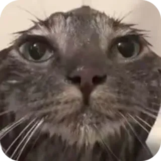 🥲 gatto, bagnato, animale, divertente, meme telegram sticker