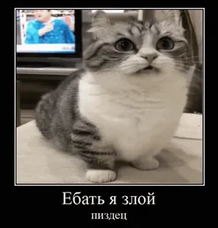 👺 Ебать я злой
пиздец gato, bravo, meme, russo, ofensivo whatsapp sticker
