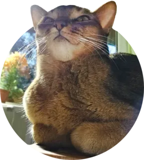 😎 cat, animal, pet, feline, domestic cat telegram sticker