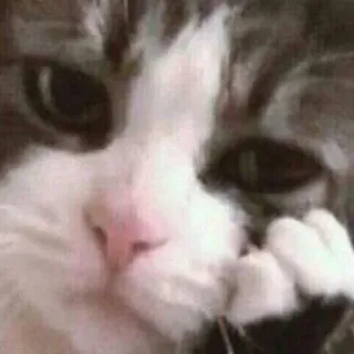 ☹️ cat, kitten, pet, animal, sad, thinking telegram sticker