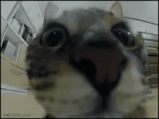 🤓 CAT-GIFS.COM kat, grappig, dier, close-up, meme telegram sticker