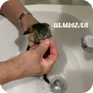 🤧 ШМЫГЛЯ kitten, cat, washing, pet, animal telegram sticker