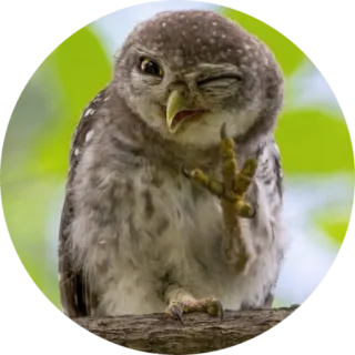 🦉 coruja, pássaro, animal, fofo, natureza, vida selvagem telegram sticker