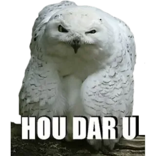 🐧 HOU DAR U сова, белая сова, мем, птица telegram sticker