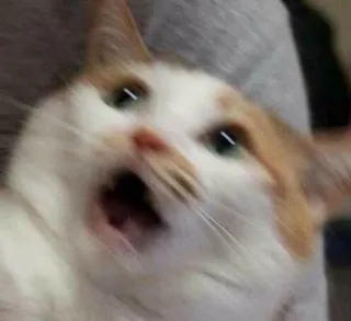 😦 cat, shocked, meme, funny, scared, animal telegram sticker