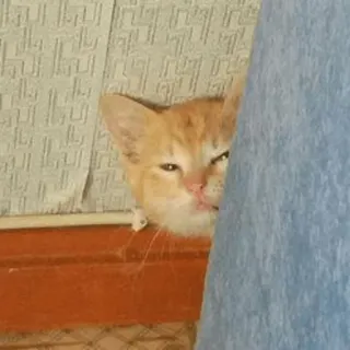 😑 cat, kitten, orange, peeking, pet telegram sticker