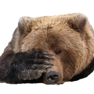 🤦‍♀️ gấu, facepalm, động vật, động vật hoang dã, thất vọng, xấu hổ telegram sticker