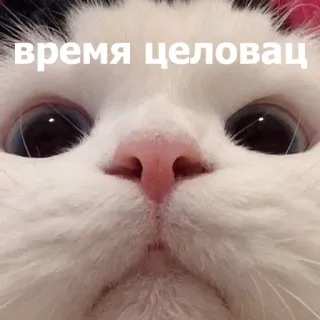 😚 время целоват แมว, จูบ, สัตว์, น่ารัก, สัตว์เลี้ยง telegram sticker