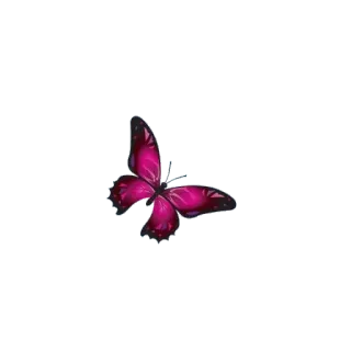 🦋 ผีเสื้อ, แมลง, สีชมพู, ธรรมชาติ, บิน, สวย telegram sticker