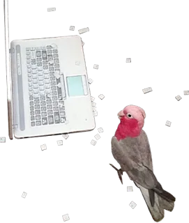 😊 bird, laptop, animal, pet, Galah, cockatoo, computer telegram sticker