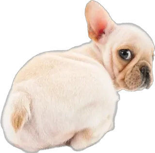 🫣 cucciolo, cane, bulldog francese, animale domestico, animale, carino telegram sticker