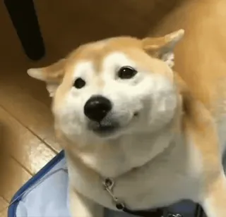 🐕 Hund, Shiba Inu, Tier, Haustier telegram sticker
