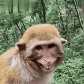 😂 khỉ, vượn người, linh trưởng, động vật, động vật hoang dã, động vật có vú telegram sticker