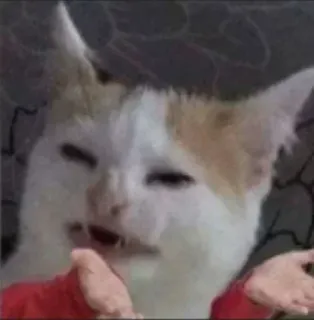 🙄 gato, meme, confundido, divertido telegram sticker