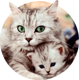 💞 cat, kitten, pet, animal, cute, domestic cat telegram sticker