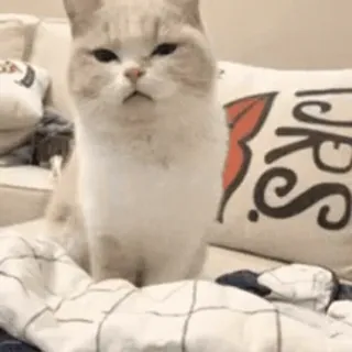 😝 cat, funny, meme, pet, animal, cute telegram sticker