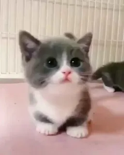 🍼 子猫, 猫, かわいい, 動物, ペット, 家畜 whatsapp sticker