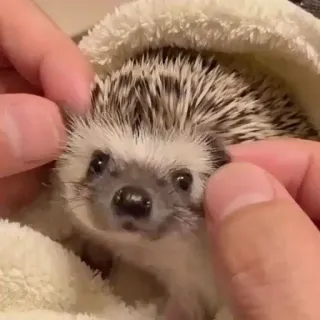 🦔 riccio, animale, carino, animale domestico whatsapp sticker