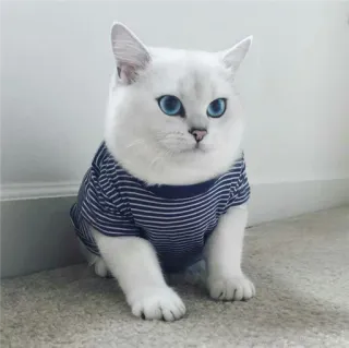 🌝 gato, animal, gato branco, fofo, animal de estimação, animal doméstico whatsapp sticker