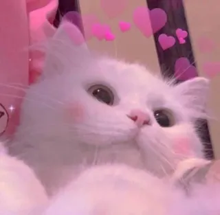 ❤ 猫, 子猫, 白猫, ペット, 動物, 可愛い, ピンク, ハート telegram sticker