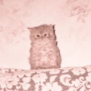 🐈 Katze, Kätzchen, flauschig, Tier, Haustier, süß whatsapp sticker