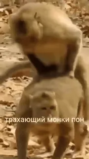 🔞 трахающий монки пон scimmia, animale, sesso, esplicito, primate telegram sticker