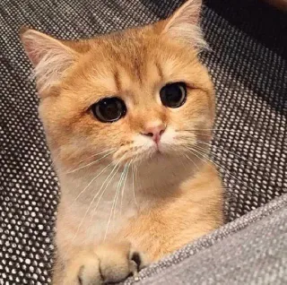 🥺 chat, mignon, triste, animal, animal de compagnie, chaton telegram sticker