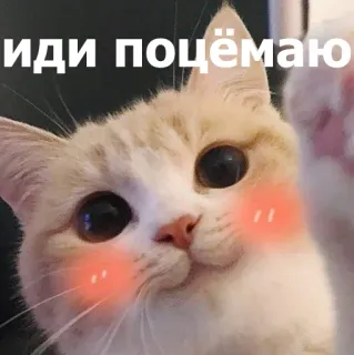 😚 иди почёмаю แมว, สติกเกอร์, น่ารัก, สัตว์, รัสเซีย, มีม telegram sticker