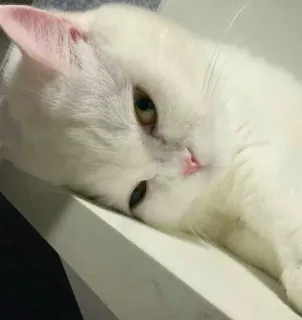 😇 cat, white cat, domestic cat, feline, animal, pet telegram sticker