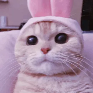 🐈‍⬛️ cat, bunny ears, pet, animal, cute, kawaii, kitten telegram sticker