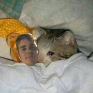 💤 猫, 人, ベッド, 面白い, ミーム telegram sticker